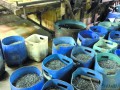 東莞：前員工舉報(bào)老東家電鍍廠廢水直排下水道